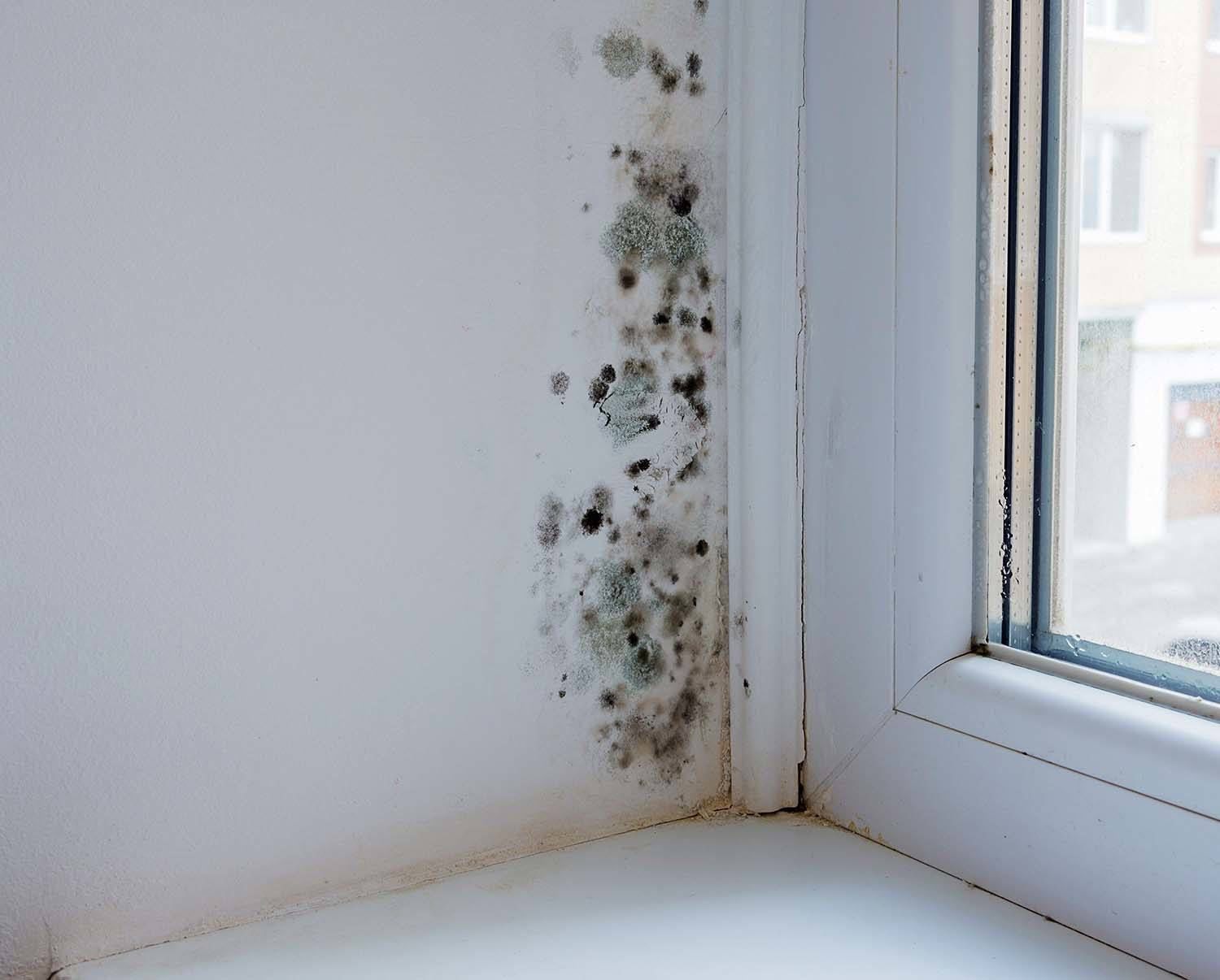 Using a Dehumidifier to Prevent Mold and Fungus Formation